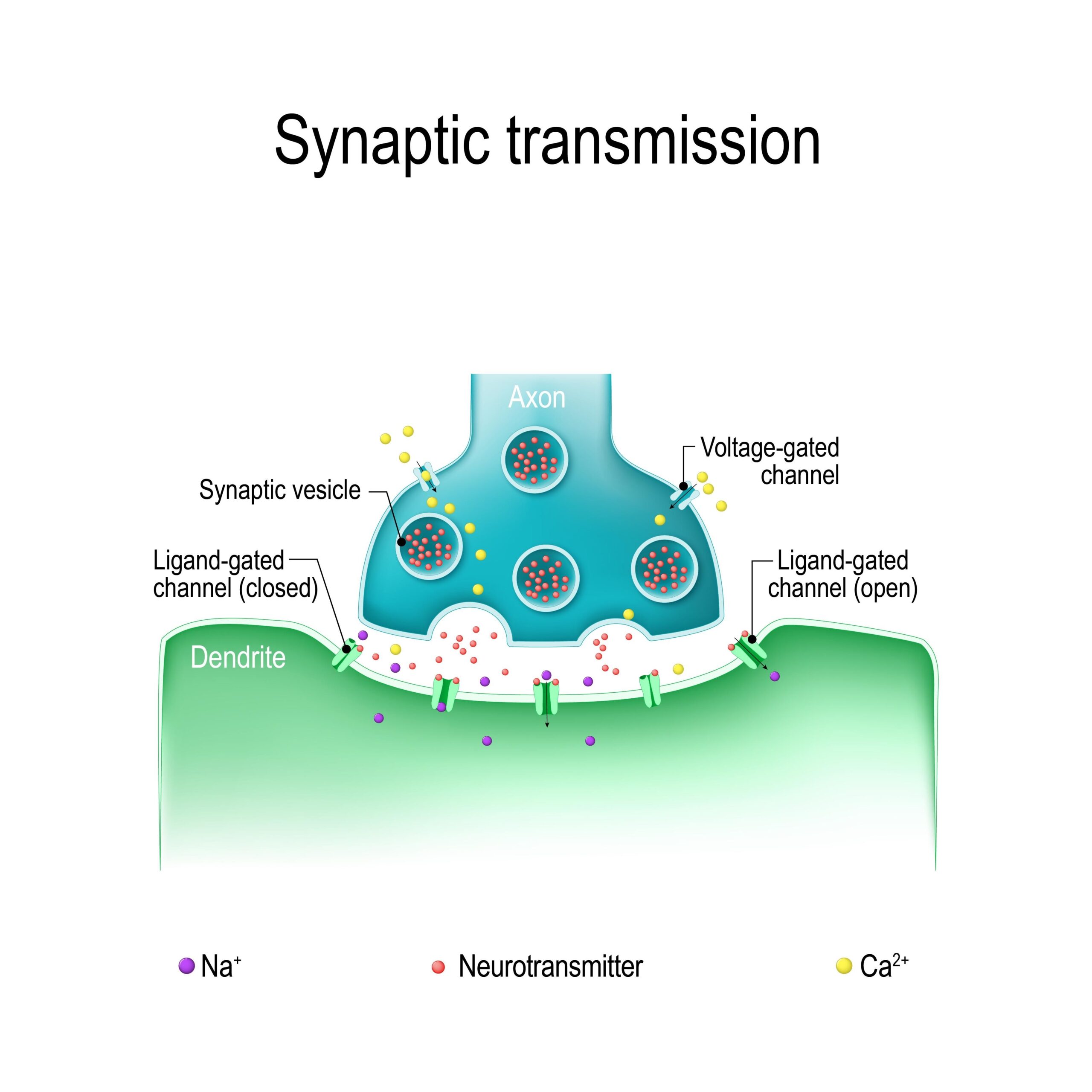 snaptic transmission synaptic transmission